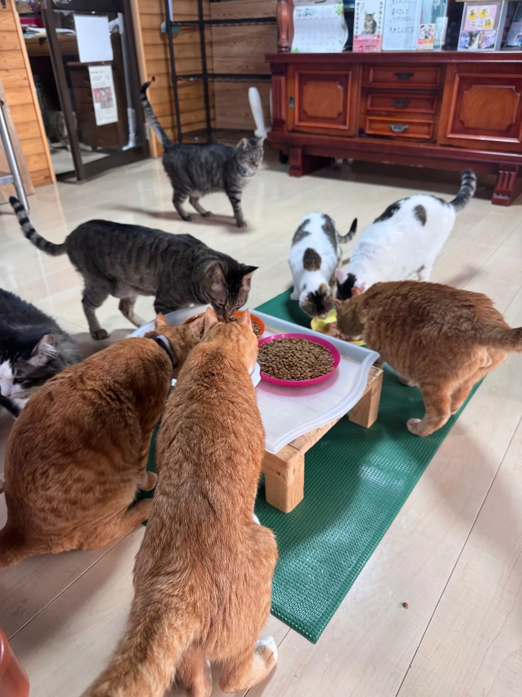 We stayed at cat cafe nyan nyan hyutte. 20 cats!